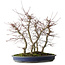 Acer palmatum Deshojo, 45,5 cm, ± 15 años