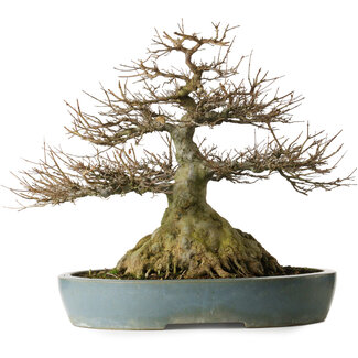 Kanto Acer buergerianum, 45,5 cm, ± 30 Jahre alt