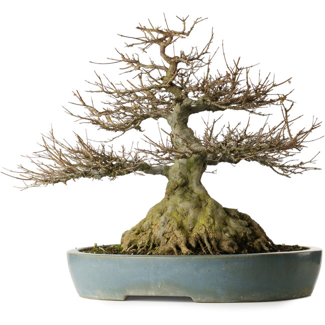 Acer buergerianum, 45,5 cm, ca. 30 Jahre alt, mit bis zu 29 cm breiten Wurzeln, einem Wurzelhals von 27 cm Durchmesser, außergewöhnlicher Verjüngung und guter Verzweigung in einem Kanto-Topf.