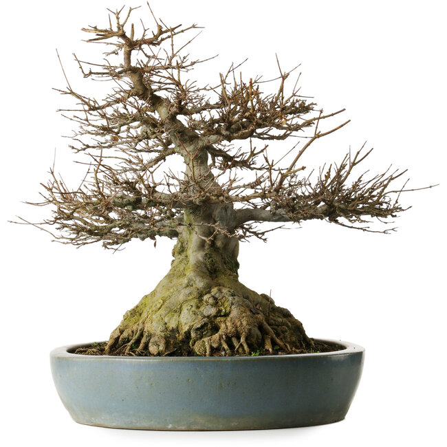 Acer buergerianum, 45,5 cm, ± 30 jaar oud, met wortels tot 29 cm breed, een nebari van 27 cm, uitzonderlijk taps toelopend en goed vertakt in een Kanto Chinese pot.