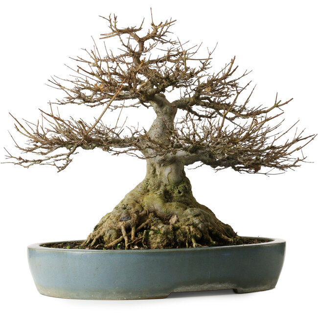 Acer buergerianum, 45,5 cm, ± 30 jaar oud, met wortels tot 29 cm breed, een nebari van 27 cm, uitzonderlijk taps toelopend en goed vertakt in een Kanto Chinese pot.