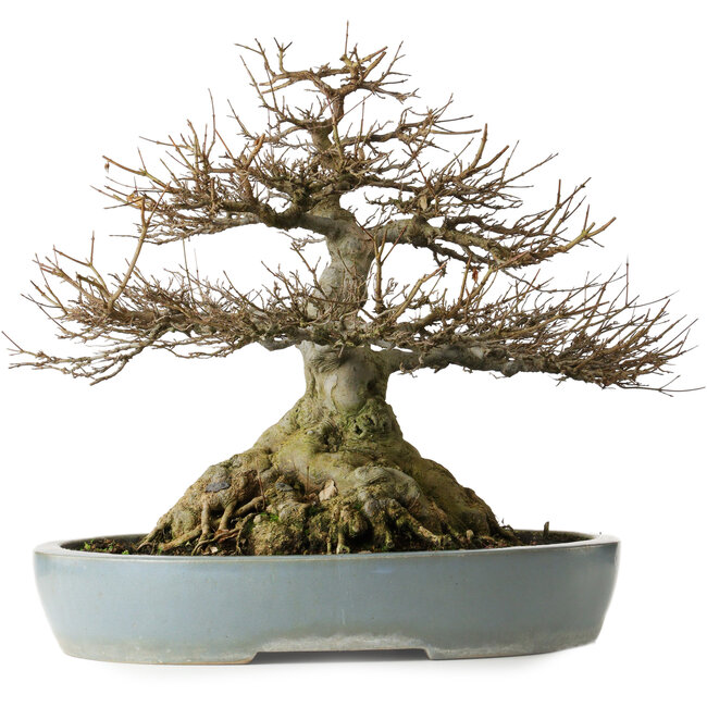 Acer buergerianum, 45,5 cm, ± 30 years old, with roots up to 29 cm wide, a nebari of 27 cm, exceptional tapering and good ramification in a Kanto Chinese pot