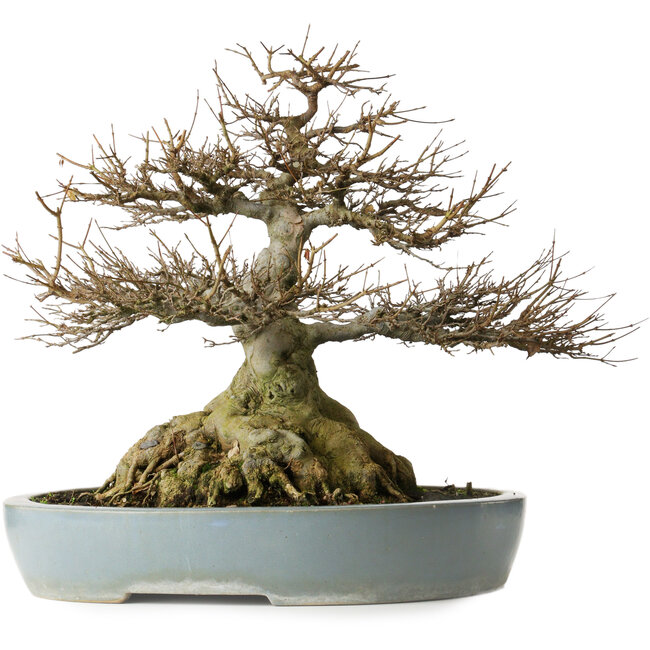 Acer buergerianum, 45,5 cm, ± 30 years old, with roots up to 29 cm wide, a nebari of 27 cm, exceptional tapering and good ramification in a Kanto Chinese pot