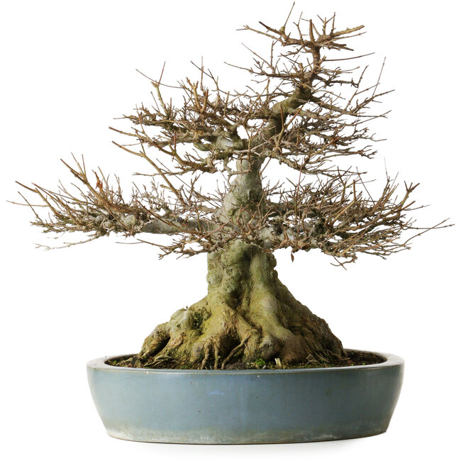 Acer buergerianum, 45,5 cm, ca. 30 Jahre alt, mit bis zu 29 cm breiten Wurzeln, einem Wurzelhals von 27 cm Durchmesser, außergewöhnlicher Verjüngung und guter Verzweigung in einem Kanto-Topf.