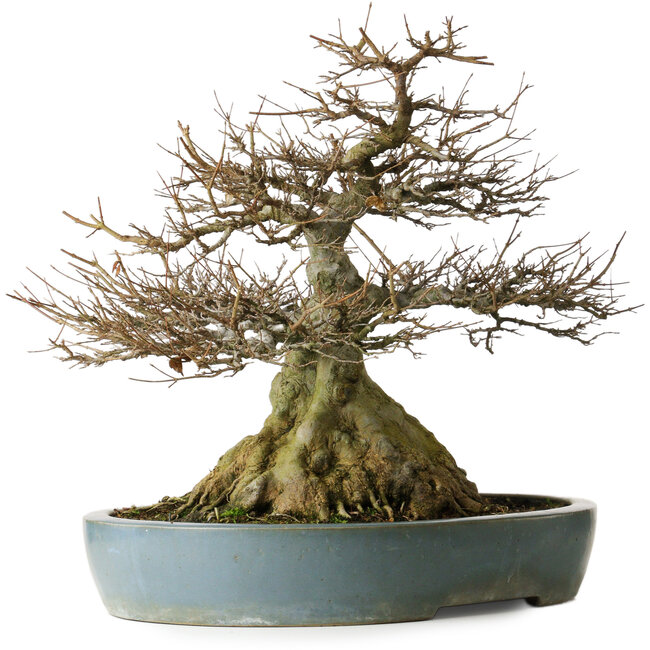 Acer buergerianum, 45,5 cm, ± 30 años, con raíces de hasta 29 cm de ancho, un nebari de 27 cm, ahusamiento excepcional y buena ramificación en una maceta china Kanto.