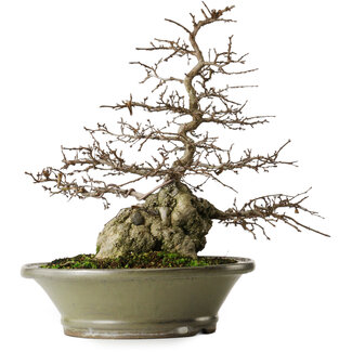 Carpinus coreana, 41,3 cm, ± 40 ans
