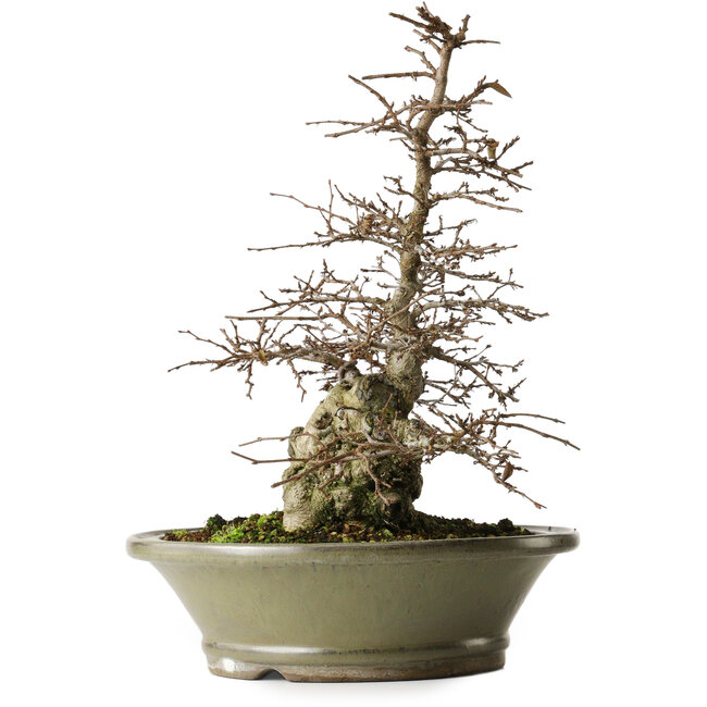 Carpinus coreana, 41,3 cm, ± 40 ans, yamadori, avec une belle écorce ancienne, une bonne ramification et un bon amincissement