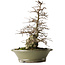 Carpinus coreana, 41,3 cm, ± 40 anni, yamadori, con bella corteccia antica, buona ramificazione e buona conicità