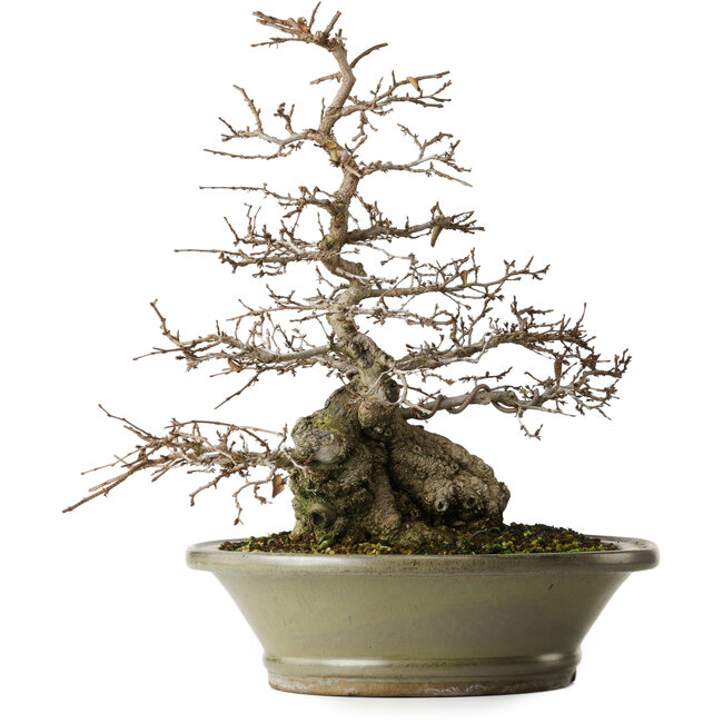 Carpinus coreana, 41,3 cm, ± 40 ans, yamadori, avec une belle écorce ancienne, une bonne ramification et un bon amincissement