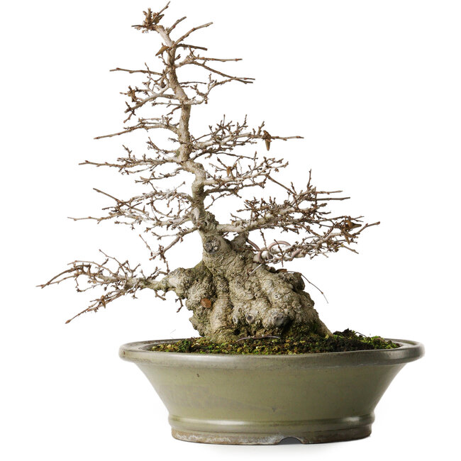 Carpinus coreana, 41,3 cm, ± 40 años, yamadori, con hermosa corteza vieja, buena ramificación y buen ahusamiento.