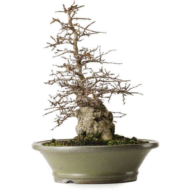 Carpinus coreana, 41,3 cm, ± 40 jaar oud, yamadori, met prachtige oude bast, goede vertakking en goede tapsheid.
