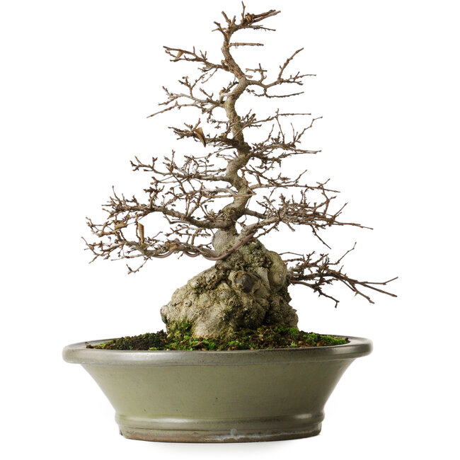 Carpinus coreana, 41,3 cm, ± 40 ans, yamadori, avec une belle écorce ancienne, une bonne ramification et un bon amincissement