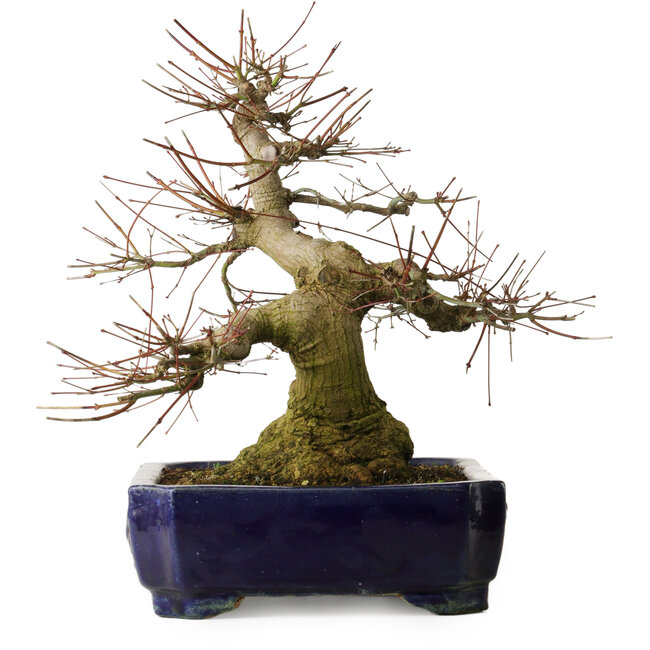 Acer palmatum, 39,5 cm, ± 30 jaar oud, met een nebari van 205 cm in een Chinese Kanto-pot, met elegante vormen en een goede basis.