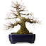 Acer palmatum, 39,5 cm, environ 30 ans, avec un nebari de 205 cm dans un pot Kanto chinois, avec un port élégant et un bon support.