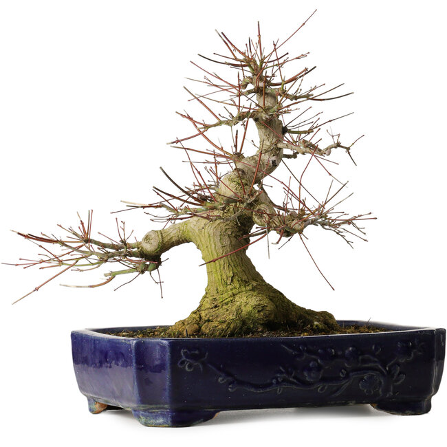 Acer palmatum, 39,5 cm, ± 30 anni, con un nebari di 205 cm in un vaso cinese Kanto, con movimento elegante e una buona base