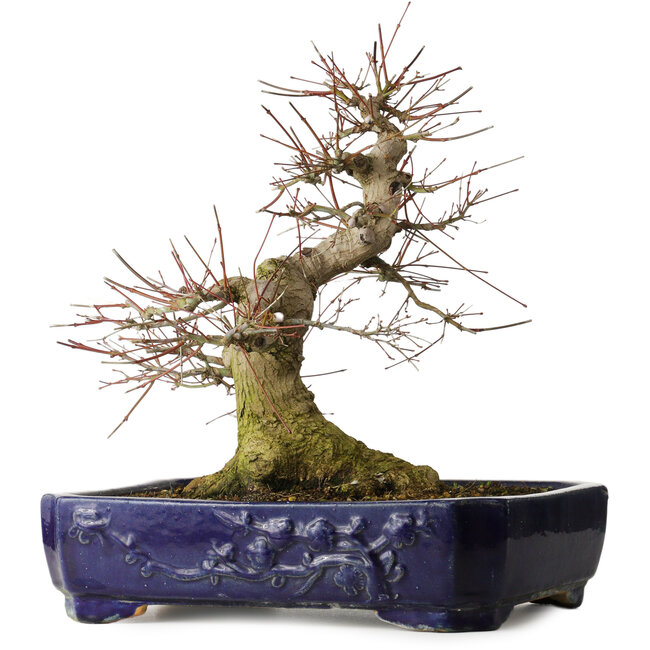 Fächerahorn (Acer palmatum), 39,5 cm, ca. 30 Jahre alt, mit einem Wurzelhals von 205 cm in einem chinesischen Kanto-Topf, mit elegantem Wuchs und gutem Stand.