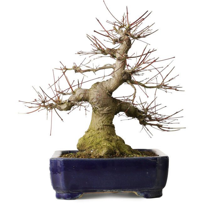 Acer palmatum, 39,5 cm, ± 30 jaar oud, met een nebari van 205 cm in een Chinese Kanto-pot, met elegante vormen en een goede basis.