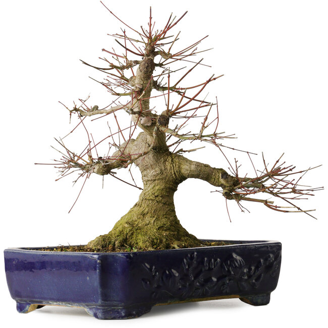 Acer palmatum, 39,5 cm, ± 30 años, con un nebari de 205 cm en maceta china Kanto, con movimiento elegante y buena base.