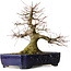 Acer palmatum, 39,5 cm, ± 30 years old, with a nebari of 205 cm in a Chinese Kanto pot, with elegant movement and a good base