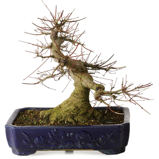 Acer palmatum, 39,5 cm, ± 30 anni, con un nebari di 205 cm in un vaso cinese Kanto, con movimento elegante e una buona base