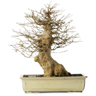 Acer buergerianum, 34,5 cm, ± 20 ans