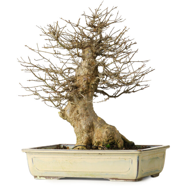 Acer buergerianum, 34,5 cm, ± 20 anni, con un buon movimento e in ottima forma per iniziare a lavorarci