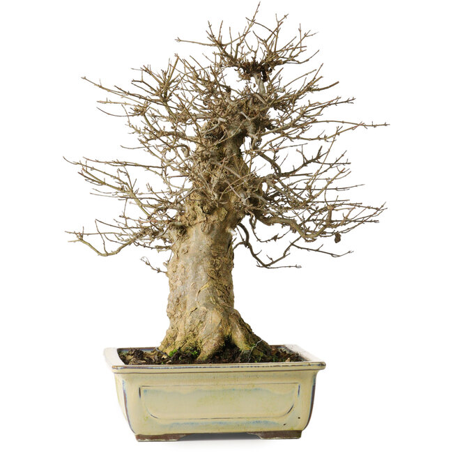 Acer buergerianum, 34,5 cm, ± 20 years old, with a good movement and in great shape to start working on