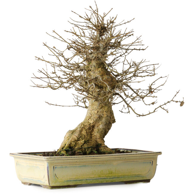 Acer buergerianum, 34,5 cm, ± 20 jaar oud, met een goede beweging en in uitstekende conditie om mee aan de slag te gaan.