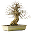 Acer buergerianum, 34,5 cm, ± 20 years old, with a good movement and in great shape to start working on
