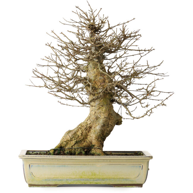 Acer buergerianum, 34,5 cm, ± 20 years old, with a good movement and in great shape to start working on