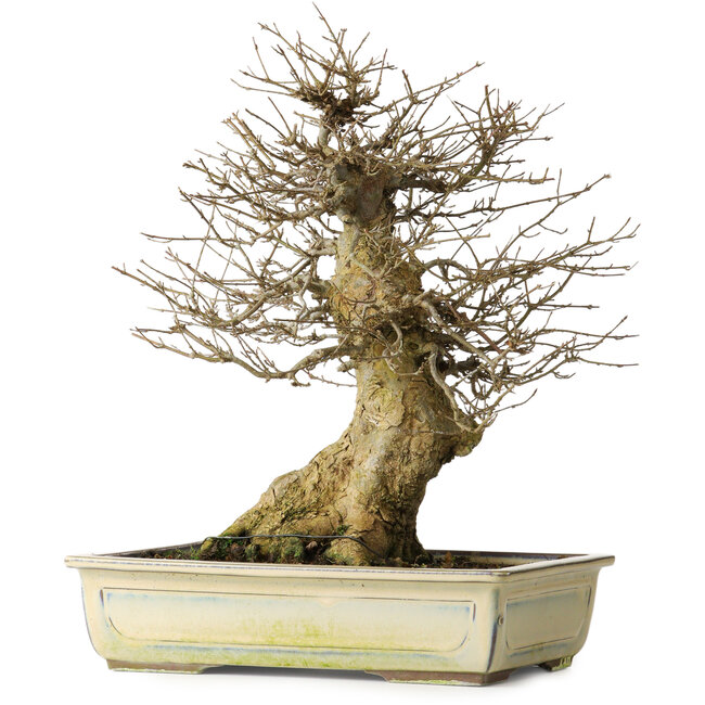 Acer buergerianum, 34,5 cm, ± 20 años, con buen movimiento y en gran forma para empezar a trabajar.