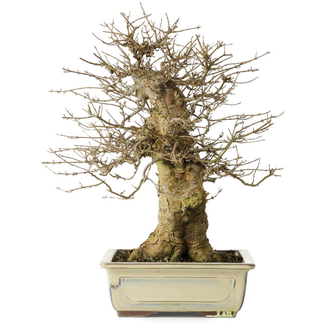 Acer buergerianum, 34,5 cm, ± 20 years old, with a good movement and in great shape to start working on