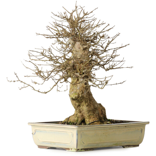 Acer buergerianum, 34,5 cm, ± 20 years old, with a good movement and in great shape to start working on