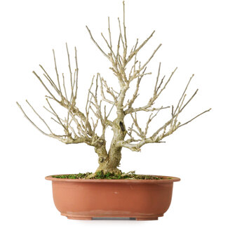 Ibisco, 33,5 cm, ± 15 anni