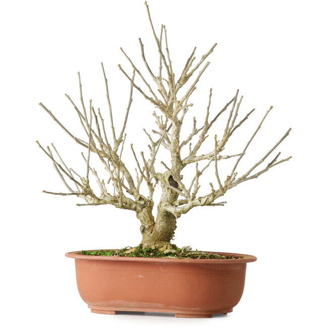 Hibiscus, 33,5 cm, ± 15 years old, with beautiful lilac flowers