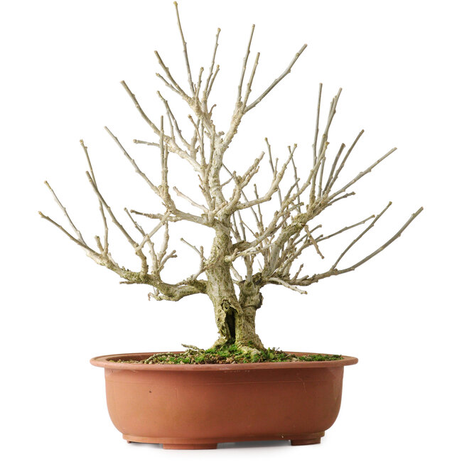 Hibiscus, 33,5 cm, ± 15 jaar oud, met prachtige lila bloemen.