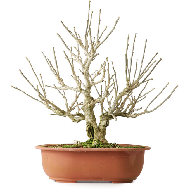 Hibiscus, 33,5 cm, ± 15 years old, with beautiful lilac flowers