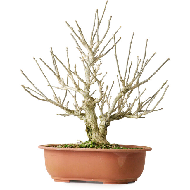 Hibiscus, 33,5 cm, ± 15 years old, with beautiful lilac flowers