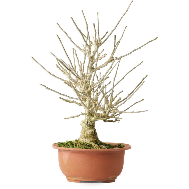 Ibisco, 33,5 cm, ± 15 anni, con bellissimi fiori lilla