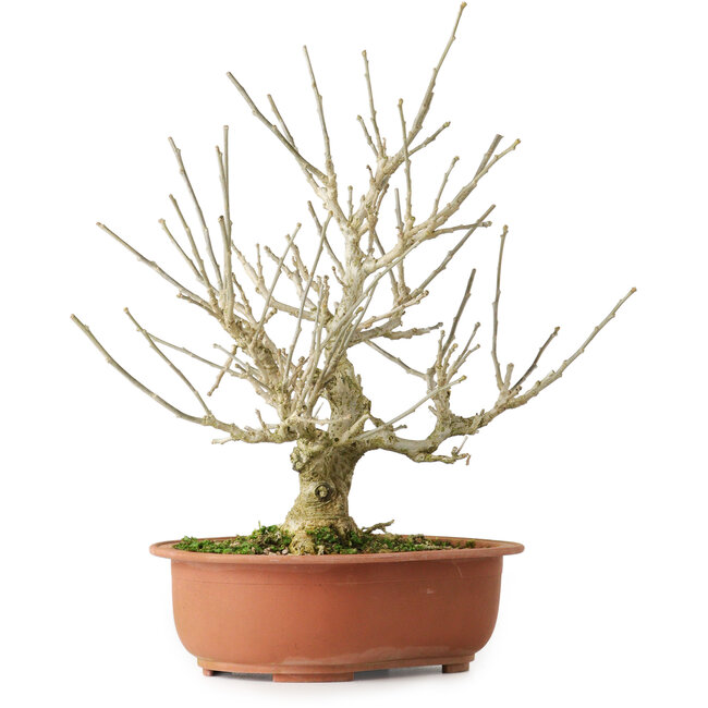 Ibisco, 33,5 cm, ± 15 anni, con bellissimi fiori lilla