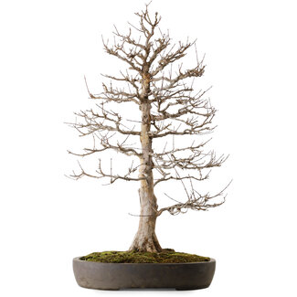 Acer buergerianum, 87 cm, ± 35 jaar oud