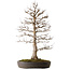 Acer buergerianum, 87 cm, ± 35 ans, dans un pot japonais artisanal de Tokoname avec un nebari de 22 cm