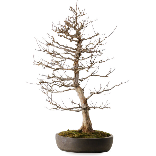 Acer buergerianum, 87 cm, ± 35 anni, in un vaso giapponese fatto a mano da Tokoname con un nebari di 22 cm