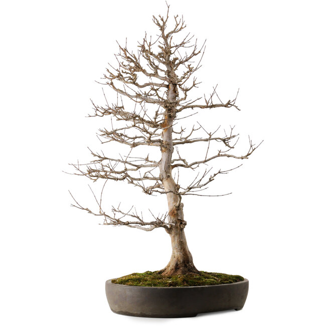 Acer buergerianum, 87 cm, ca. 35 Jahre alt, in einem handgefertigten japanischen Topf aus Tokoname mit einem Nebari von 22 cm