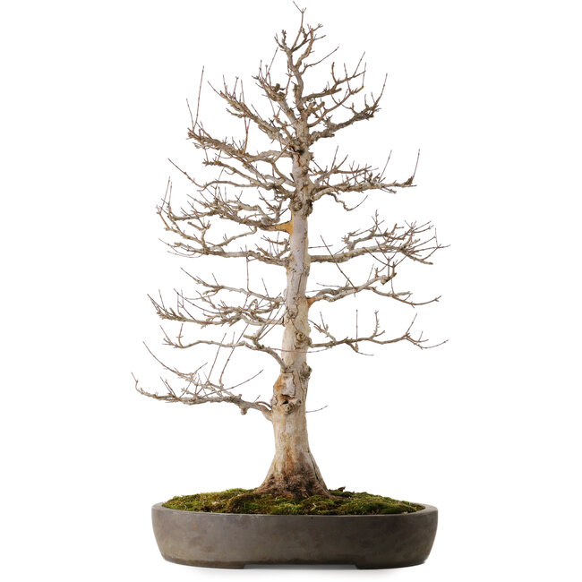 Acer buergerianum, 87 cm, ± 35 jaar oud, in een handgemaakte Japanse pot uit Tokoname met een nebari van 22 cm.