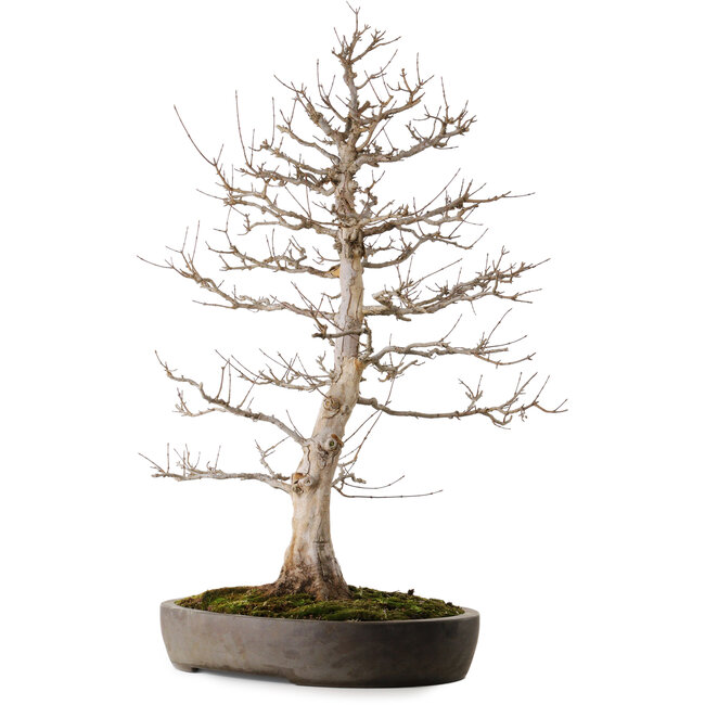 Acer buergerianum, 87 cm, ± 35 years old, in a handmade Japanese pot from Tokoname with a nebari of 22 cm