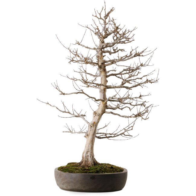 Acer buergerianum, 87 cm, ± 35 years old, in a handmade Japanese pot from Tokoname with a nebari of 22 cm