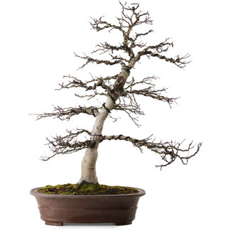 Acer palmatum Deshojo, 26 cm, ± 25 anni