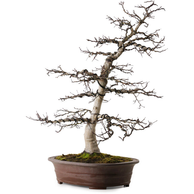 Acer palmatum Deshojo, 26 cm, ca. 25 Jahre alt, mit einem Wurzelhals von 14 cm