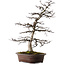 Acer palmatum Deshojo, 26 cm, ± 25 anni, con un nebari di 14 cm